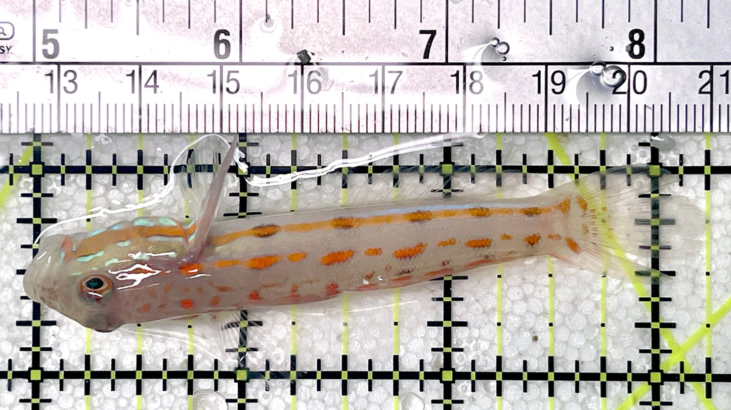Diamond Watchman Goby DWG071903 WYSIWYG Size: L 3.25"