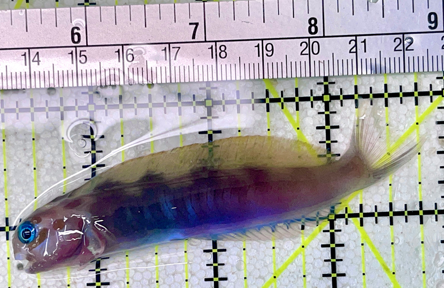 Golden Midas Blenny Africa GMBA071901 WYSIWYG Size: XXL 3.5"