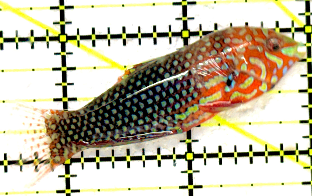 Ornate Leopard Wrasse OLW092002 WYSIWYG Size: L 2.5" approx