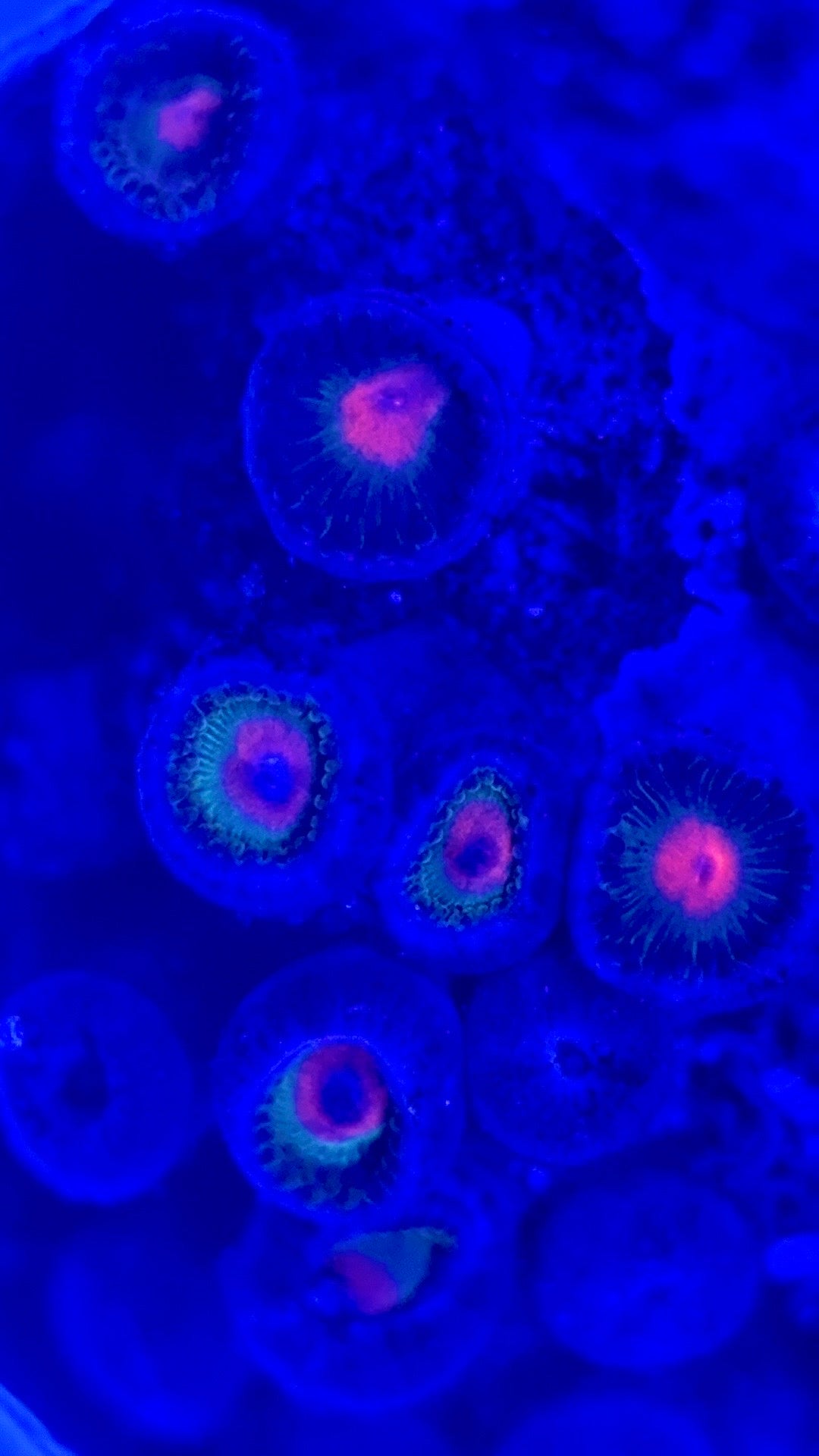 Zoas/Paly ZP102901 WYSIWYG