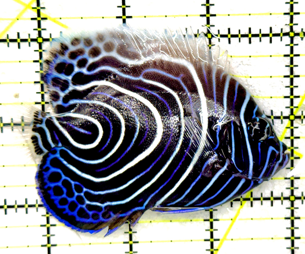 Emperor Angelfish Juvenile EAJ092001 WYSIWYG Size: L 3.5" approx