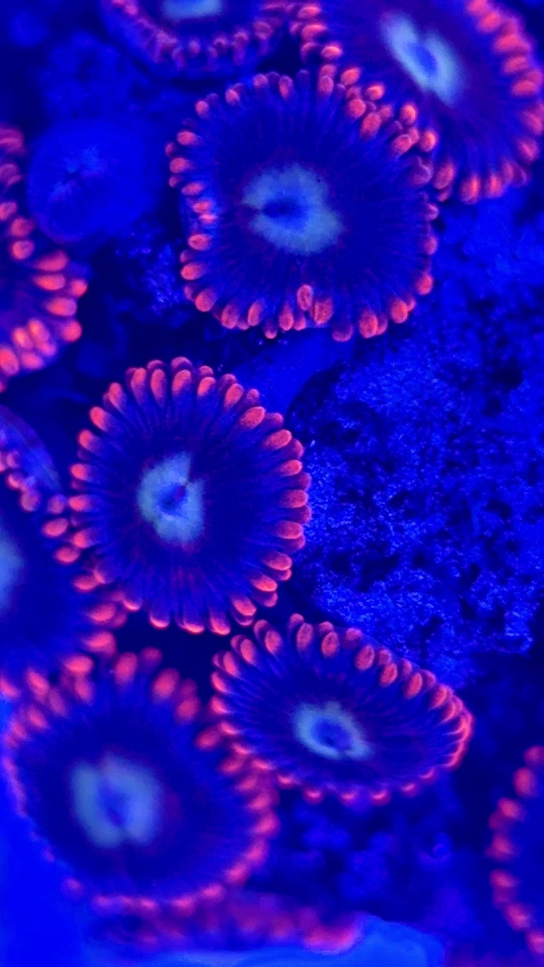 Zoas/Paly ZP102902 WYSIWYG