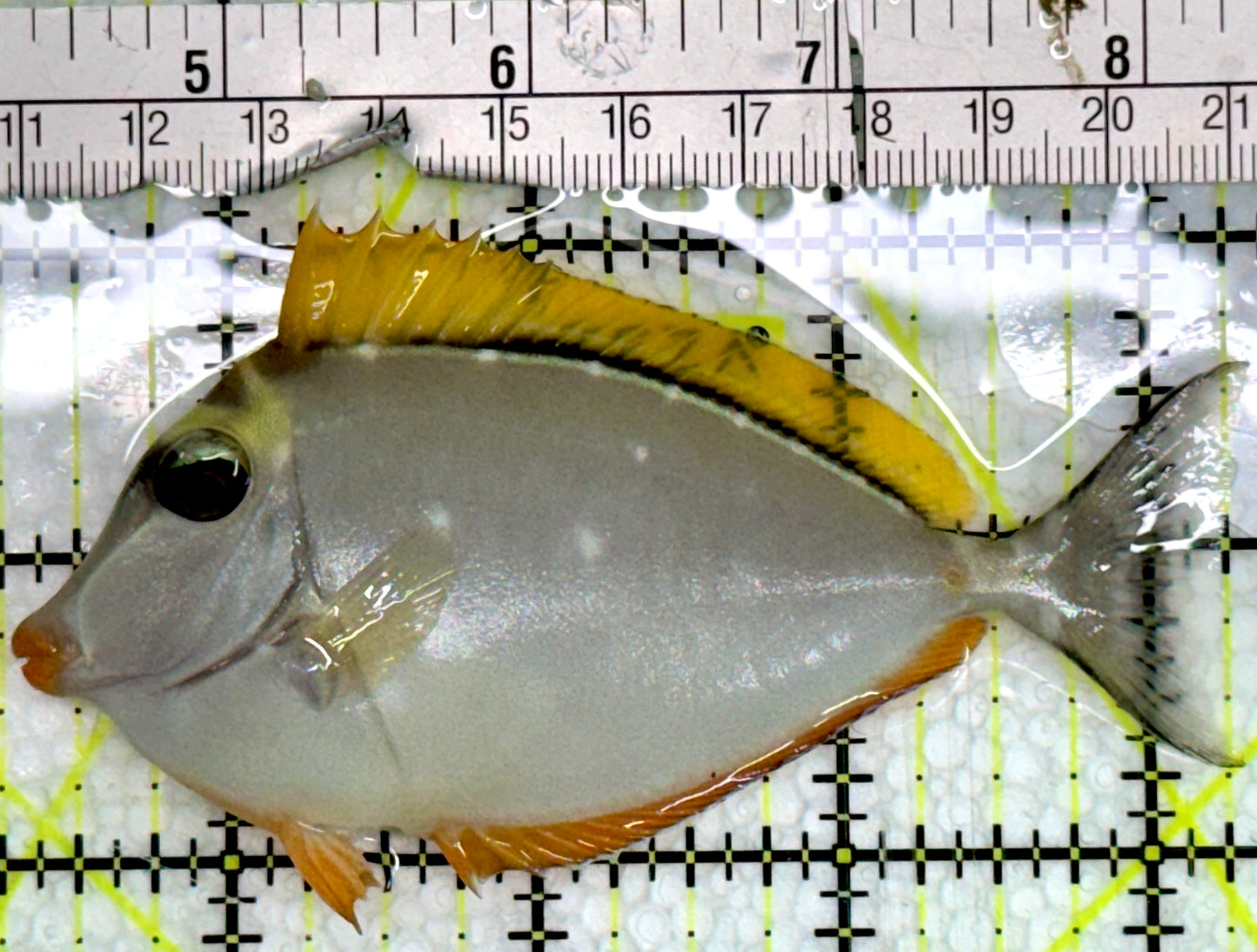 Blonde Naso Tang (Maldives Special Grade) BNT091301 WYSIWYG Size: M 4"