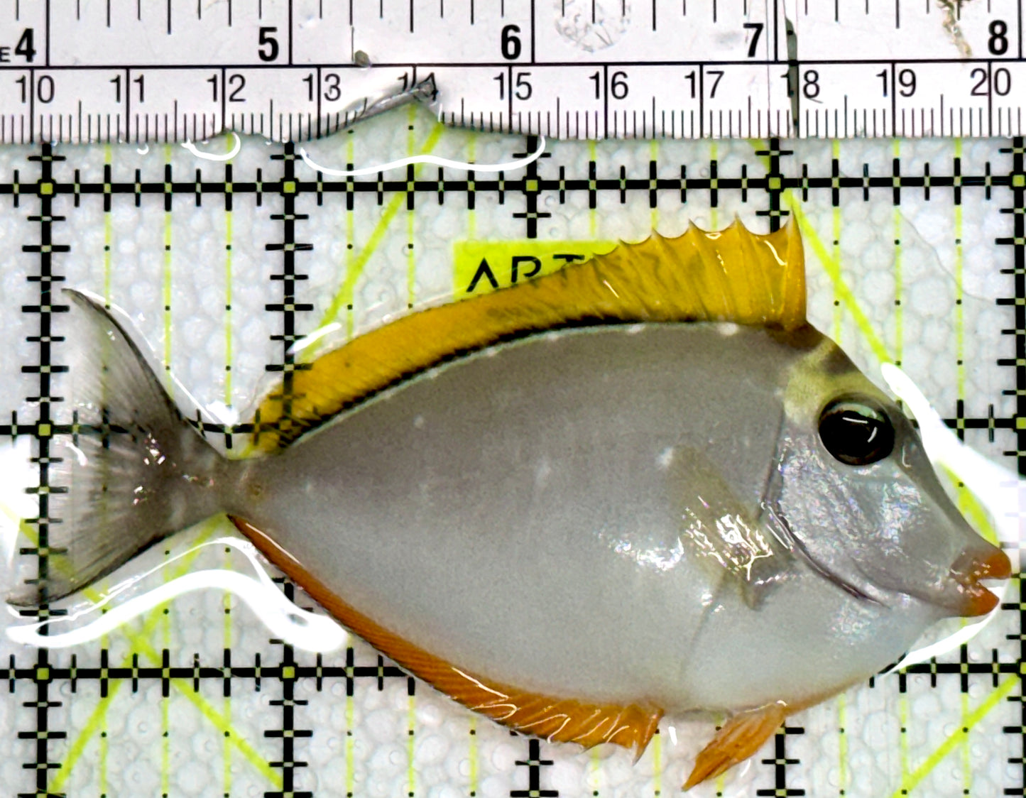 Blonde Naso Tang (Maldives Special Grade) BNT091301 WYSIWYG Size: M 4"