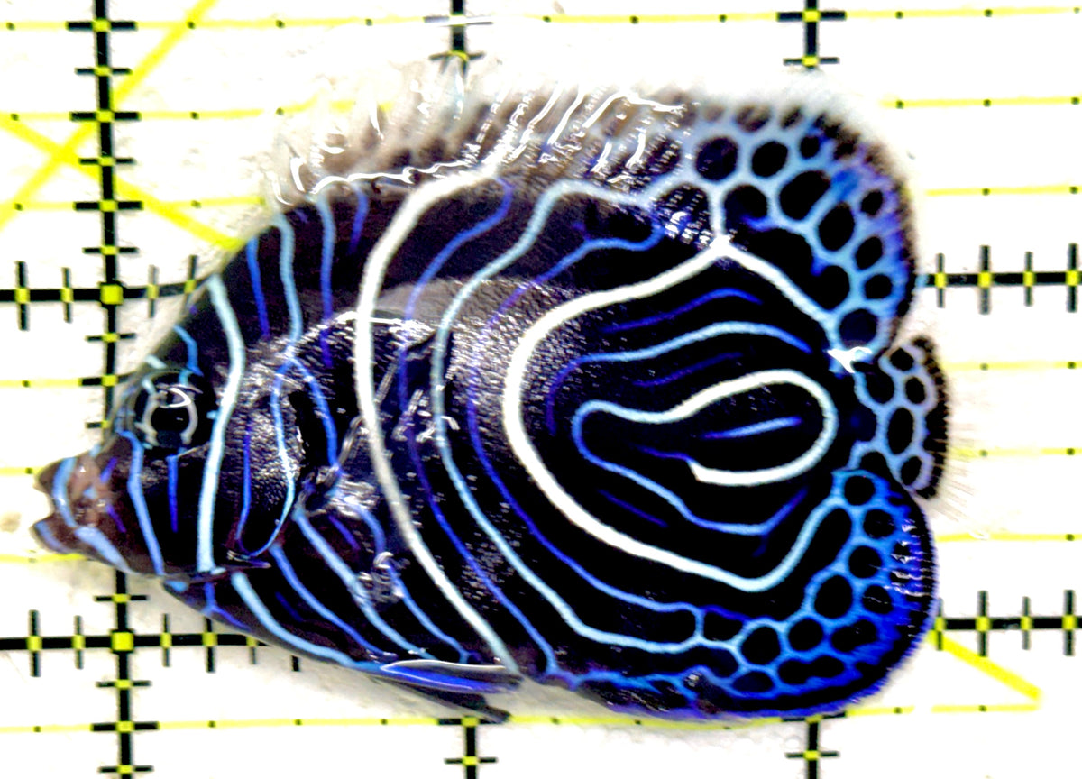 Emperor Angelfish Juvenile EAJ092002 WYSIWYG Size: L 3" approx