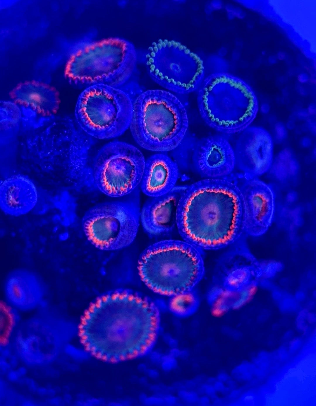 Zoas/Paly ZP102903 WYSIWYG