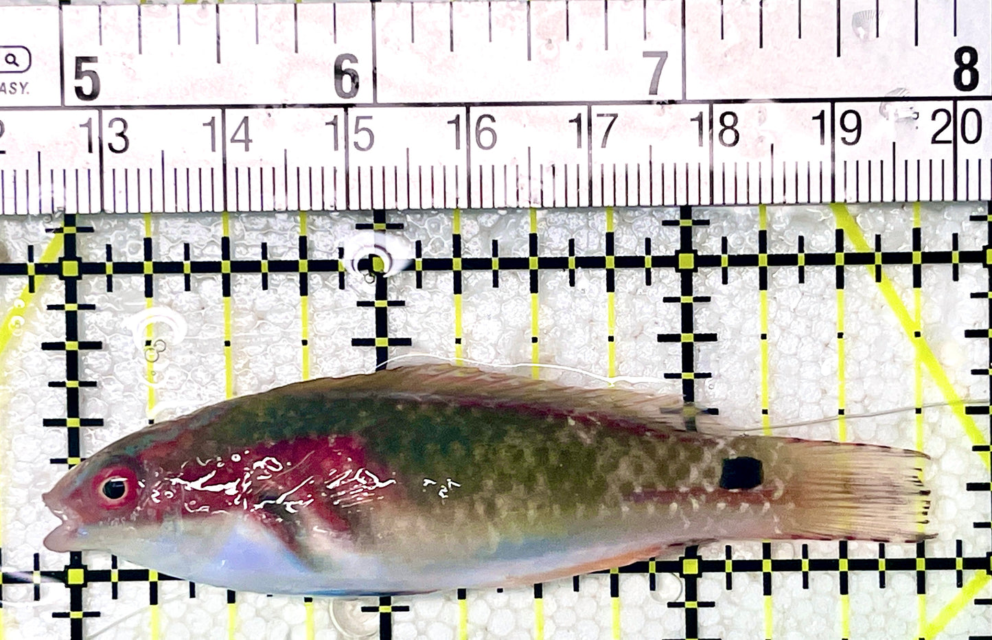 Exquisite Fairy Wrasse (Maldives Special Grade) EFW071903 WYSIWYG Size: L 3.75"