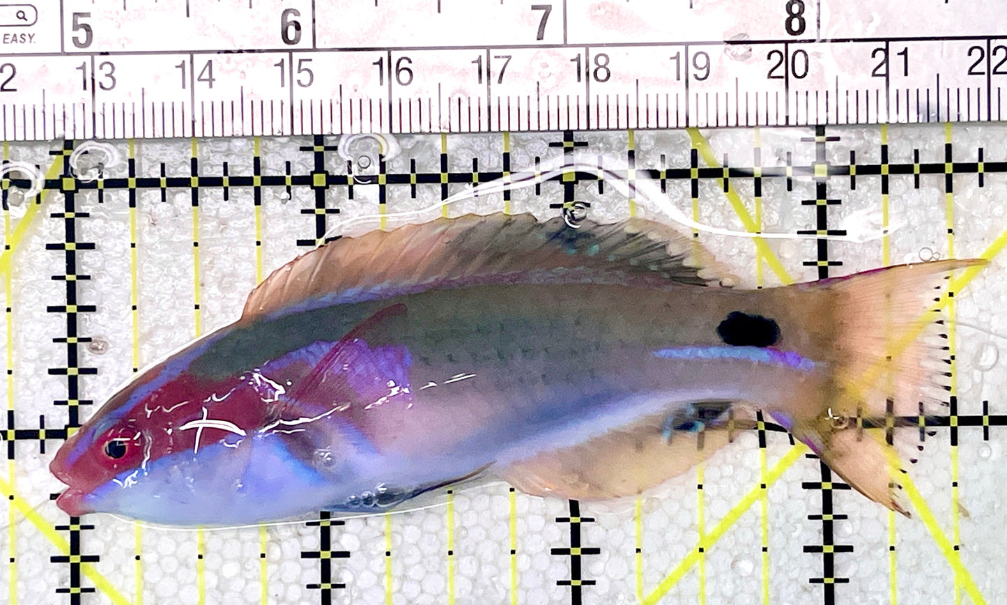 Exquisite Fairy Wrasse (Maldives Special Grade) EFW071904 WYSIWYG Size: L 3.5"