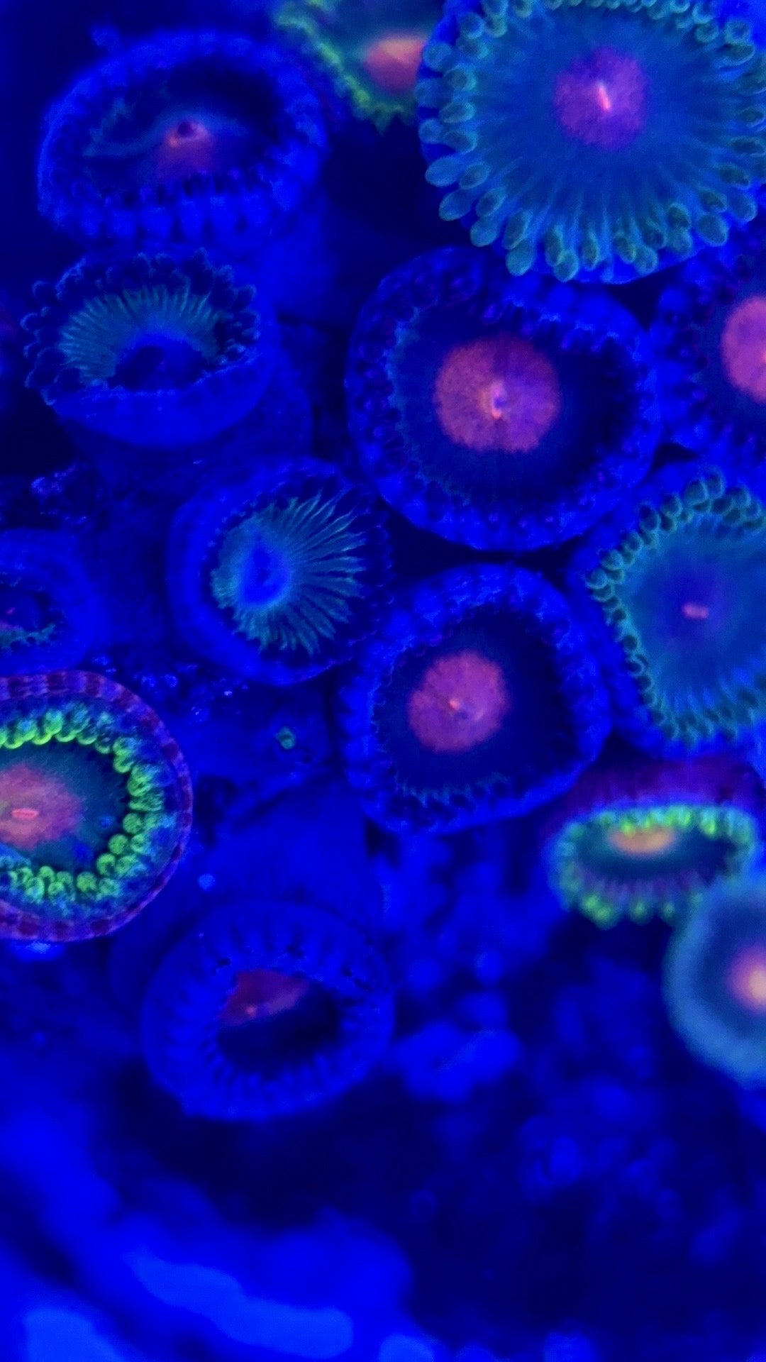 Zoas/Paly ZP102904 WYSIWYG