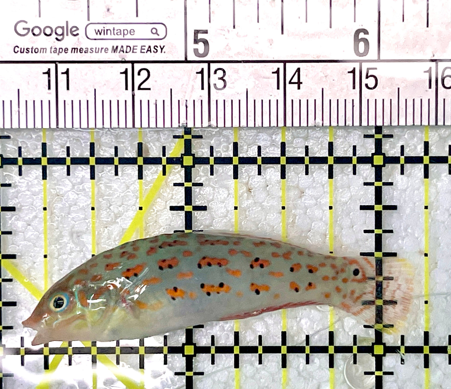Timor Wrasse TW071901 WYSIWYG Size: M 2"