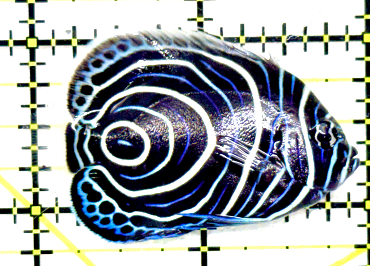 Emperor Angelfish Juvenile EAJ092003 WYSIWYG Size: M 2" approx