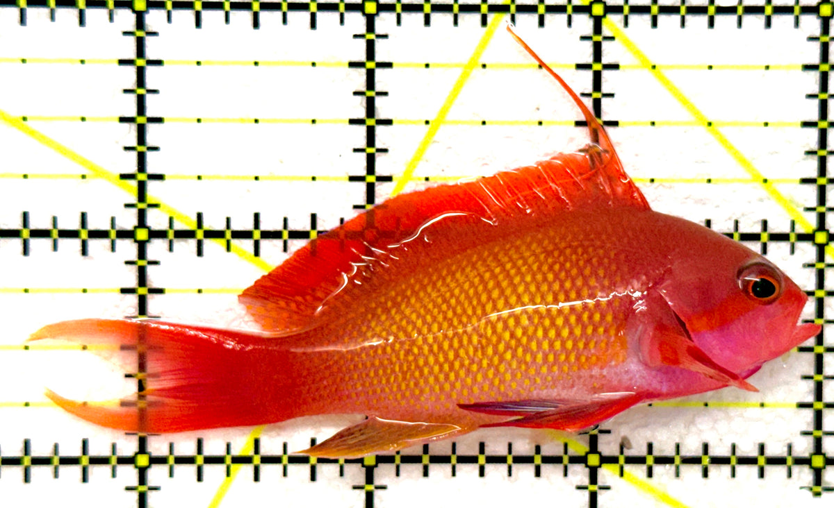 Male Lyretail Anthias (Maldives) MLA092001 WYSIWYG Size: L 3.5" approx
