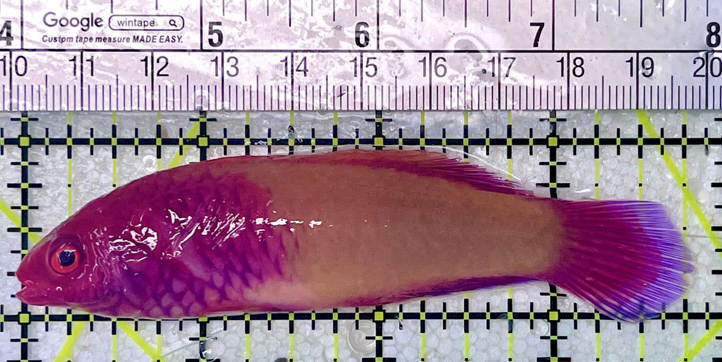 Red Velvet Fairy Wrasse Fish (Maldives) RVFW071901 WYSIWYG Size: SHOW 3.75"