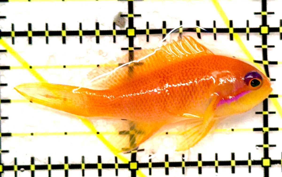 Female Lyretail Anthias (Maldives) FLA092001 WYSIWYG Size: L 2" approx