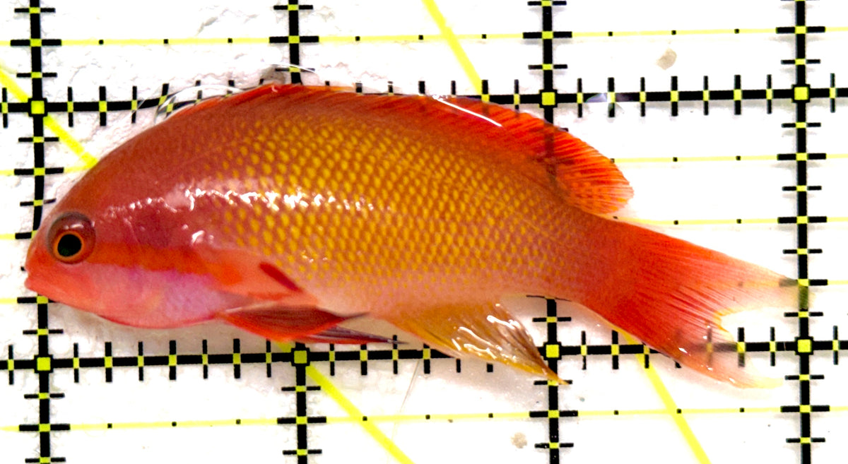 Male Lyretail Anthias (Maldives) MLA092002 WYSIWYG Size: L 3" approx