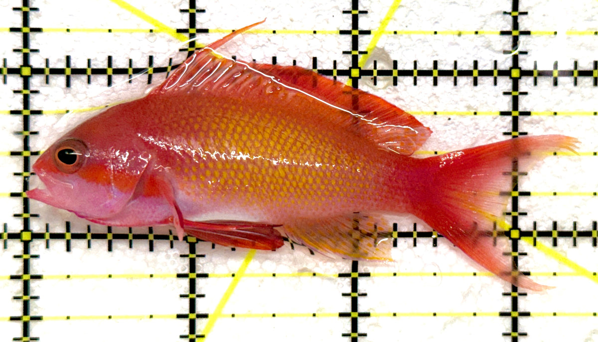 Male Lyretail Anthias (Maldives) MLA092003 WYSIWYG Size: L 3.5" approx
