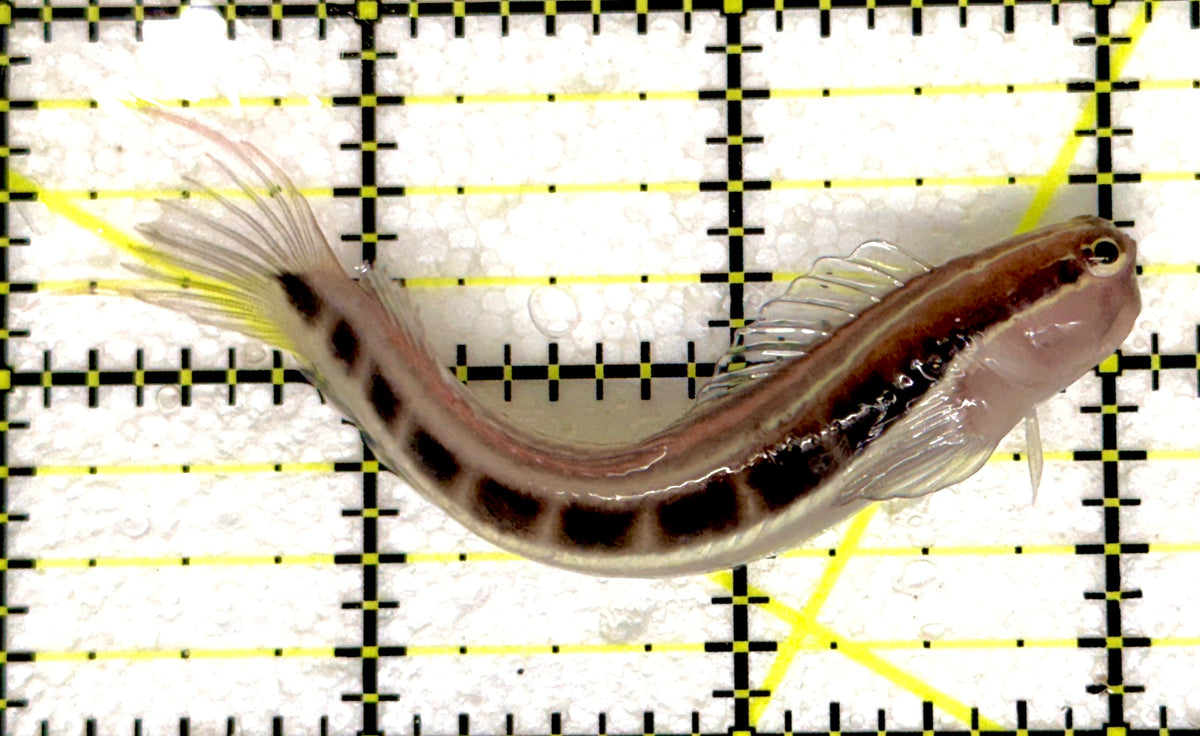 Linear Blenny LB092001 WYSIWYG Size: XL 3" approx