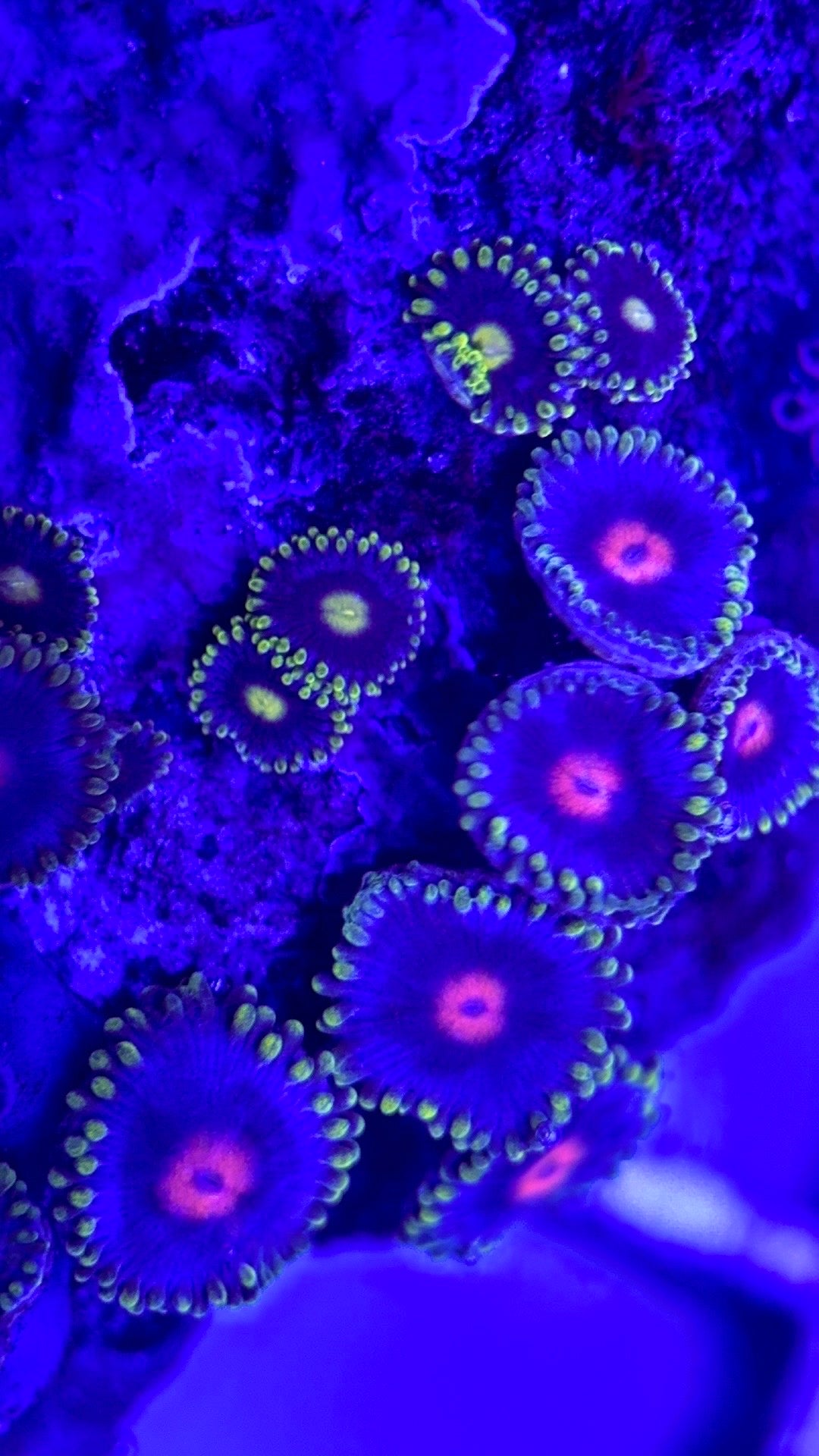 Zoas/Paly ZP102902 WYSIWYG