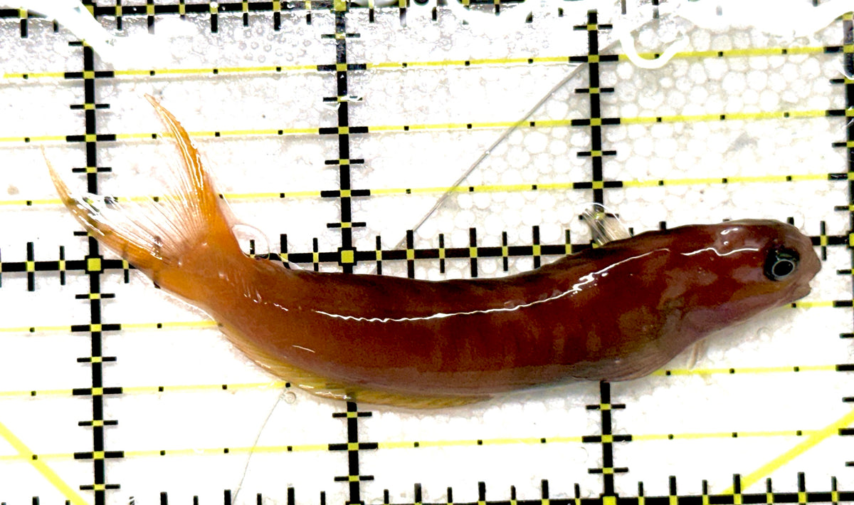 Golden Midas Blenny Africa GMBA092001 WYSIWYG Size: XXL 3.25" approx