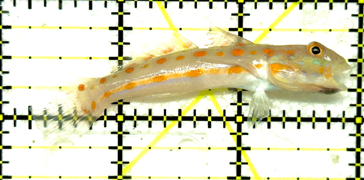 Diamond Watchman Goby DWG092001 WYSIWYG Size: M 2.75" approx