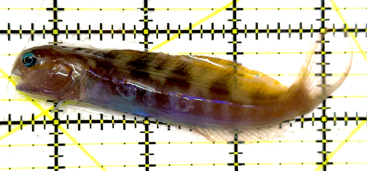 Golden Midas Blenny Africa GMBA092101 WYSIWYG Size: XXL 3.75" approx