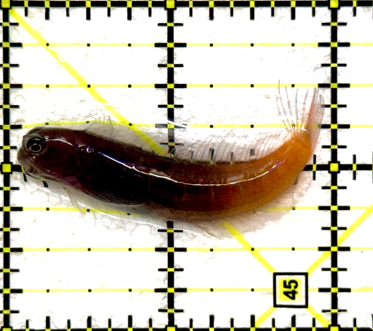 Bicolor Blenny BB092001 WYSIWYG Size: XXL/SHOW 2.25" approx