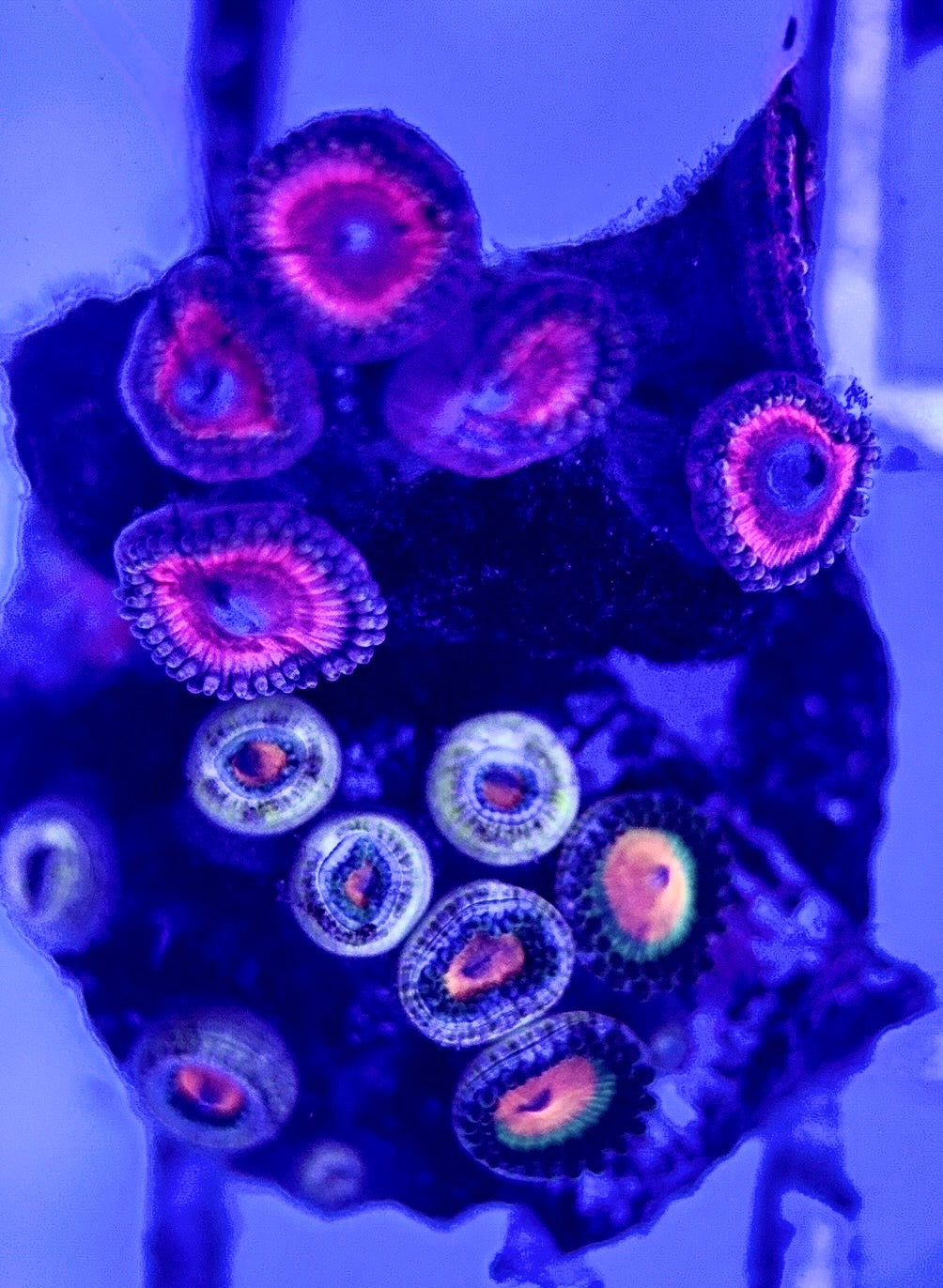 Zoas/Paly ZP102901 WYSIWYG