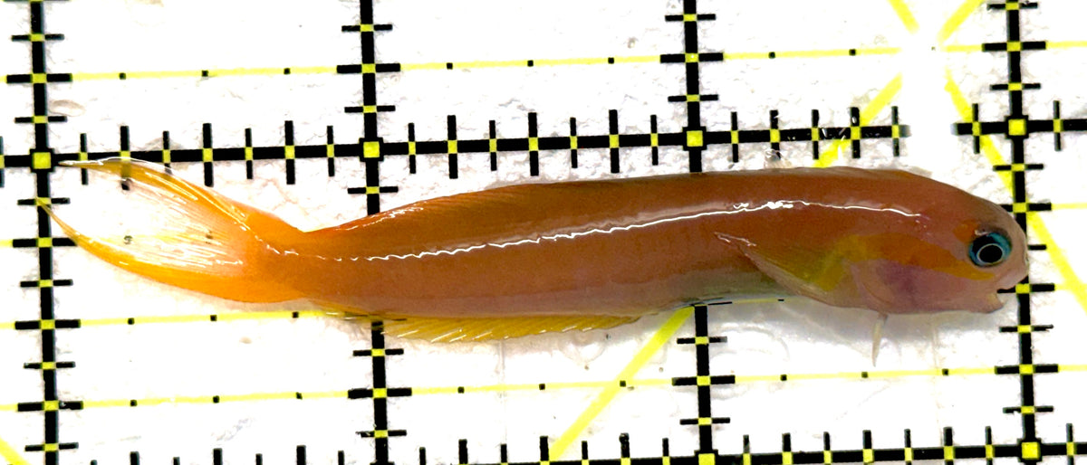 Golden Midas Blenny Africa GMBA092002 WYSIWYG Size: XXL 3" approx