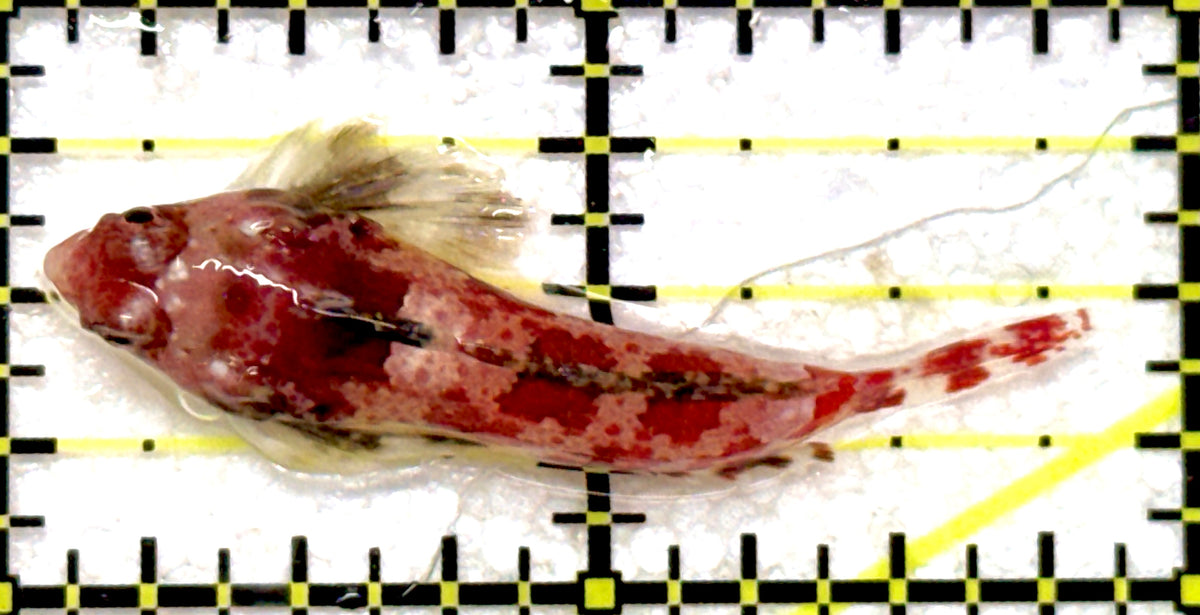 Red Scooter Dragonet (Maldives Bright Red) RSD092002 WYSIWYG Size: XL 1.75" approx