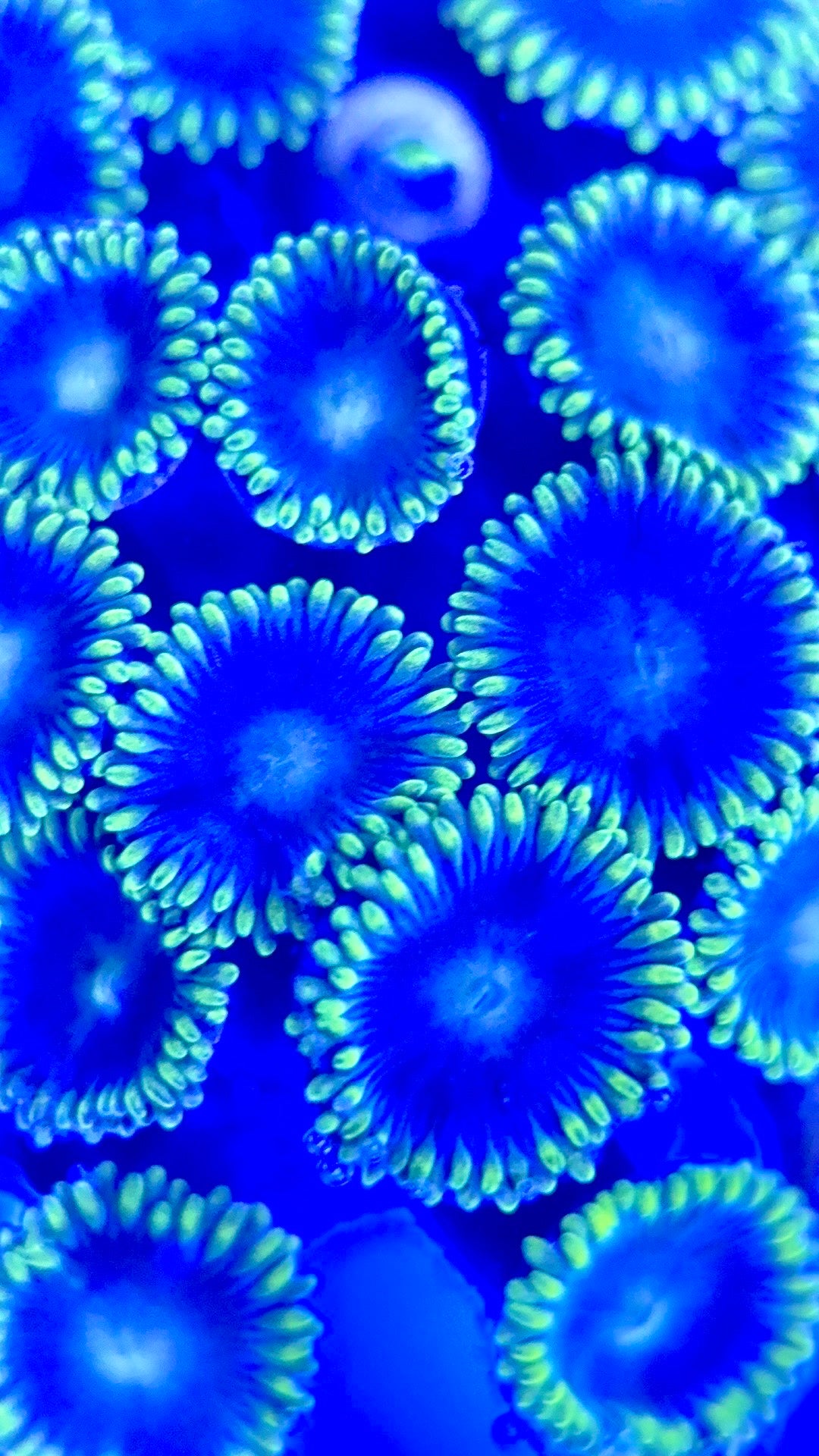 Zoas/Paly ZP102901 WYSIWYG