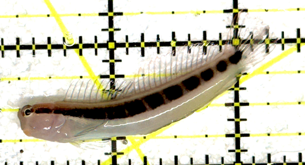 Linear Blenny LB092002 WYSIWYG Size: M 2" approx