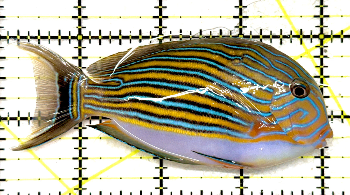Clown Tang CT092001 WYSIWYG Size: M 4" approx