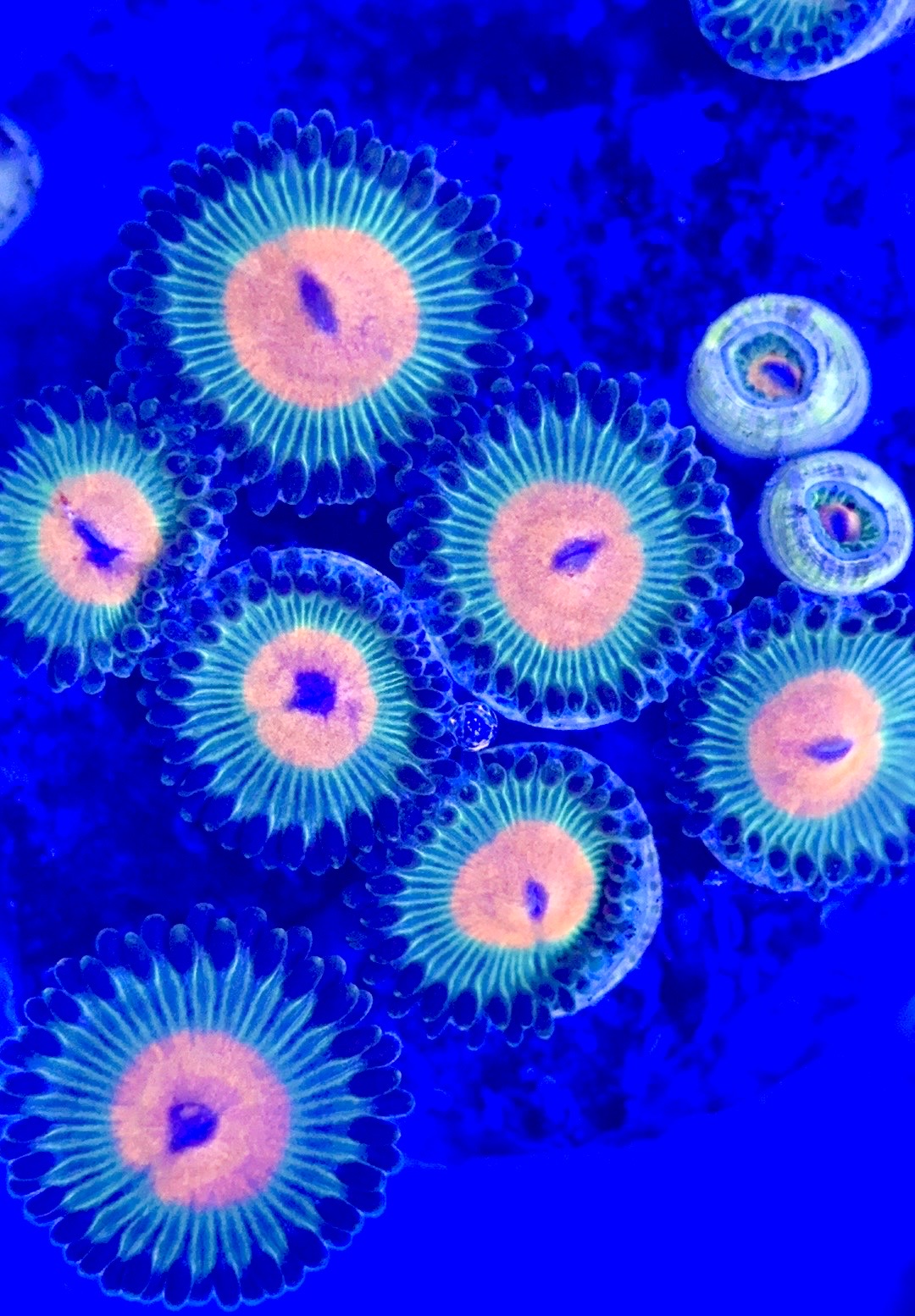 Zoas/Paly ZP102902 WYSIWYG