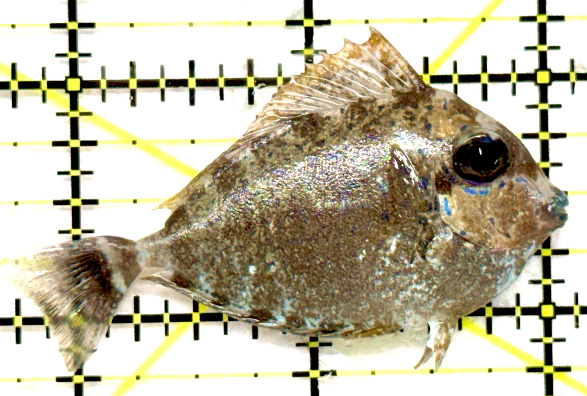Vlamingi Unicorn Tang VUT092001 WYSIWYG Size: S 2.25" approx