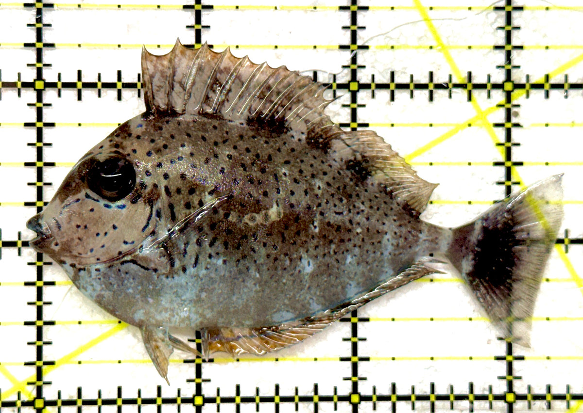 Vlamingi Unicorn Tang VUT092002 WYSIWYG Size: M 3.25" approx