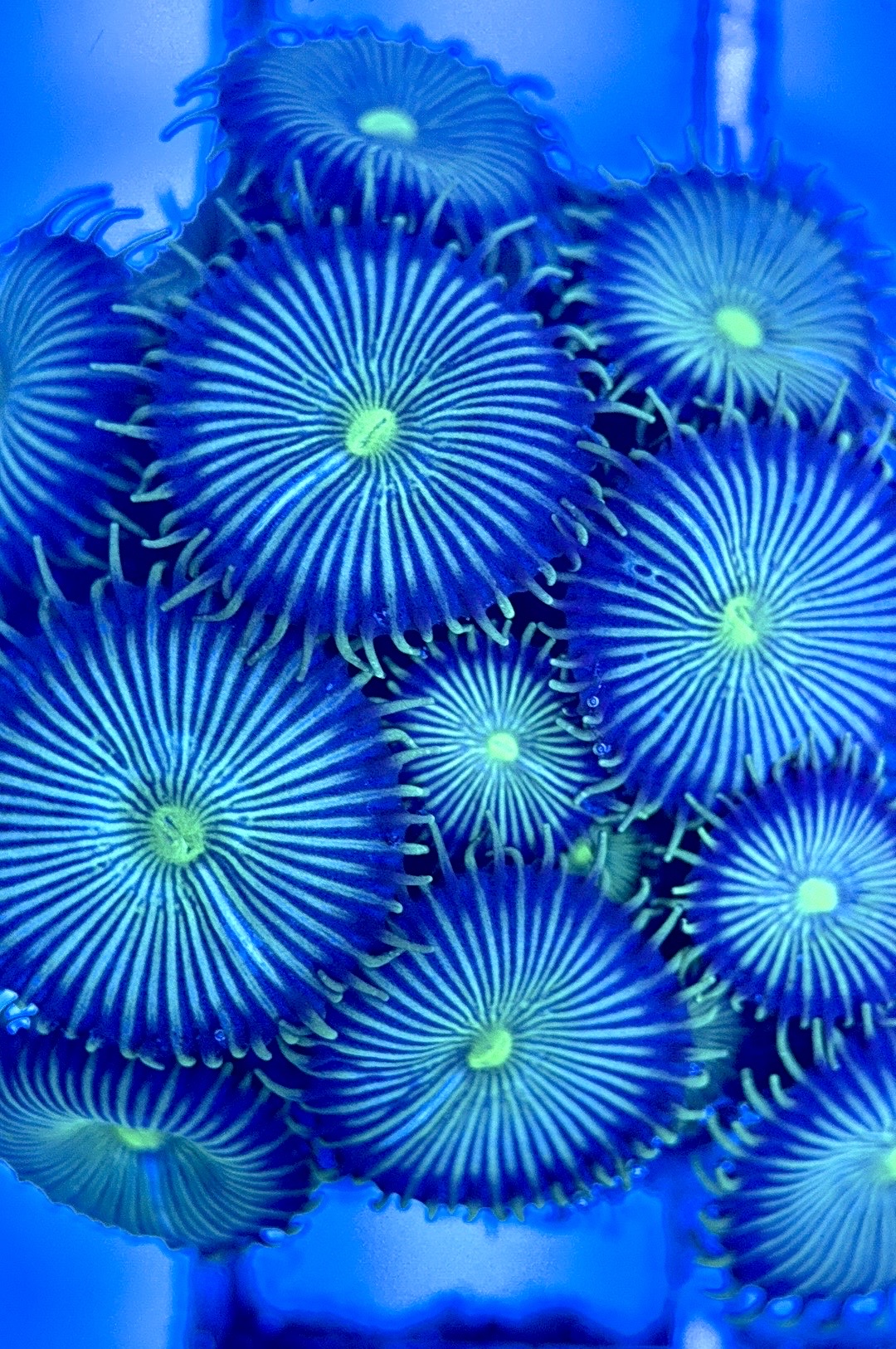 Zoas/Paly ZP102901 WYSIWYG