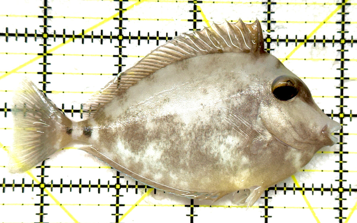 Unicorn Tang UT092001 WYSIWYG Size: ML 4.5" approx