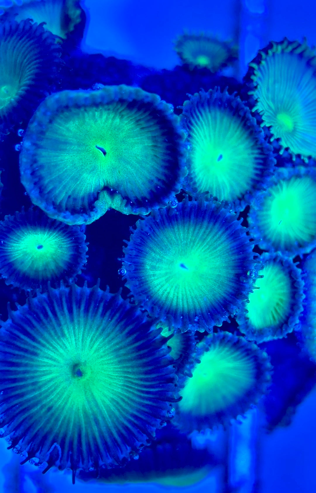 Zoas/Paly ZP102902 WYSIWYG