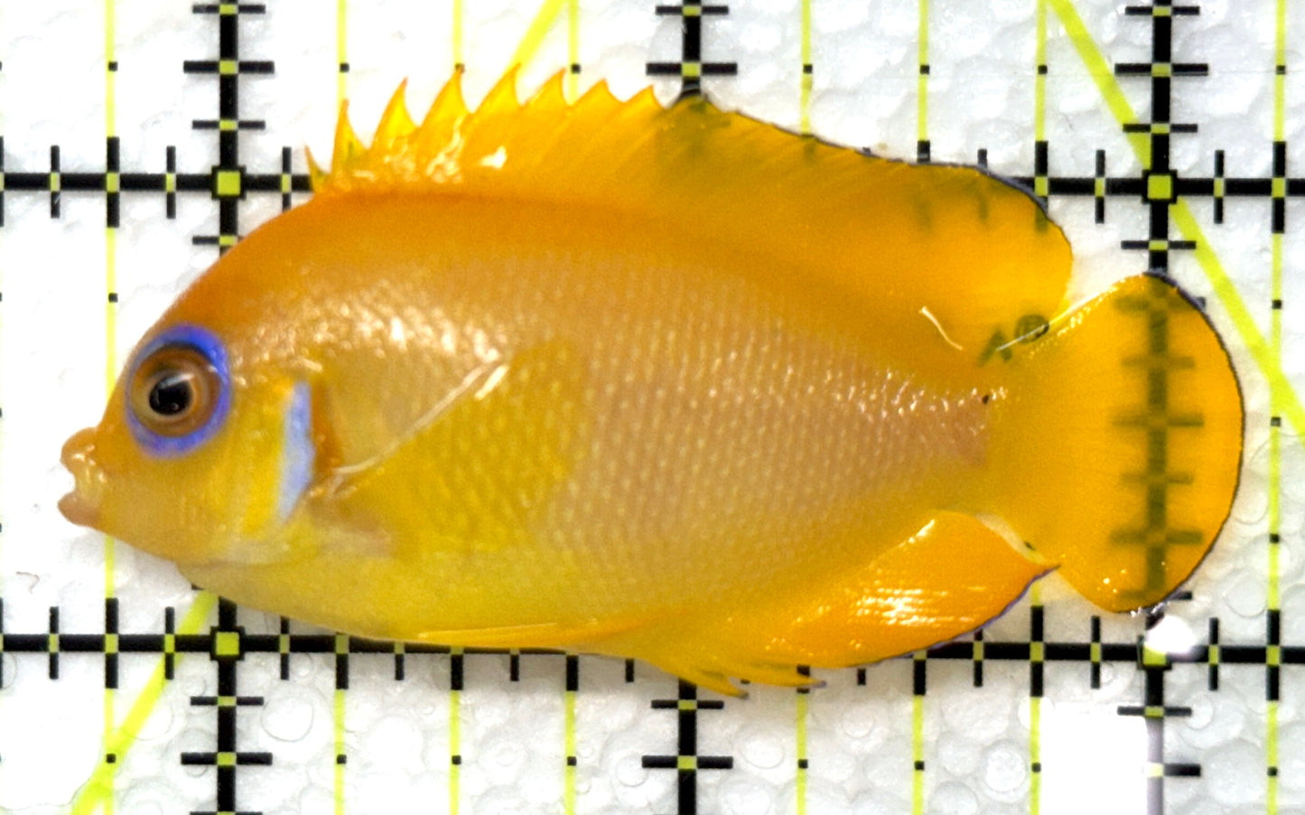 Lemonpeel Angelfish LA091501 WYSIWYG Size: M 2.5" approx