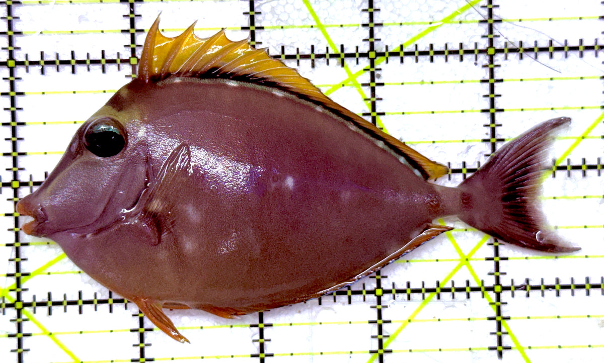 Blonde Naso Tang (Maldives Special Grade) BNT092001 WYSIWYG Size: M 4.75" approx