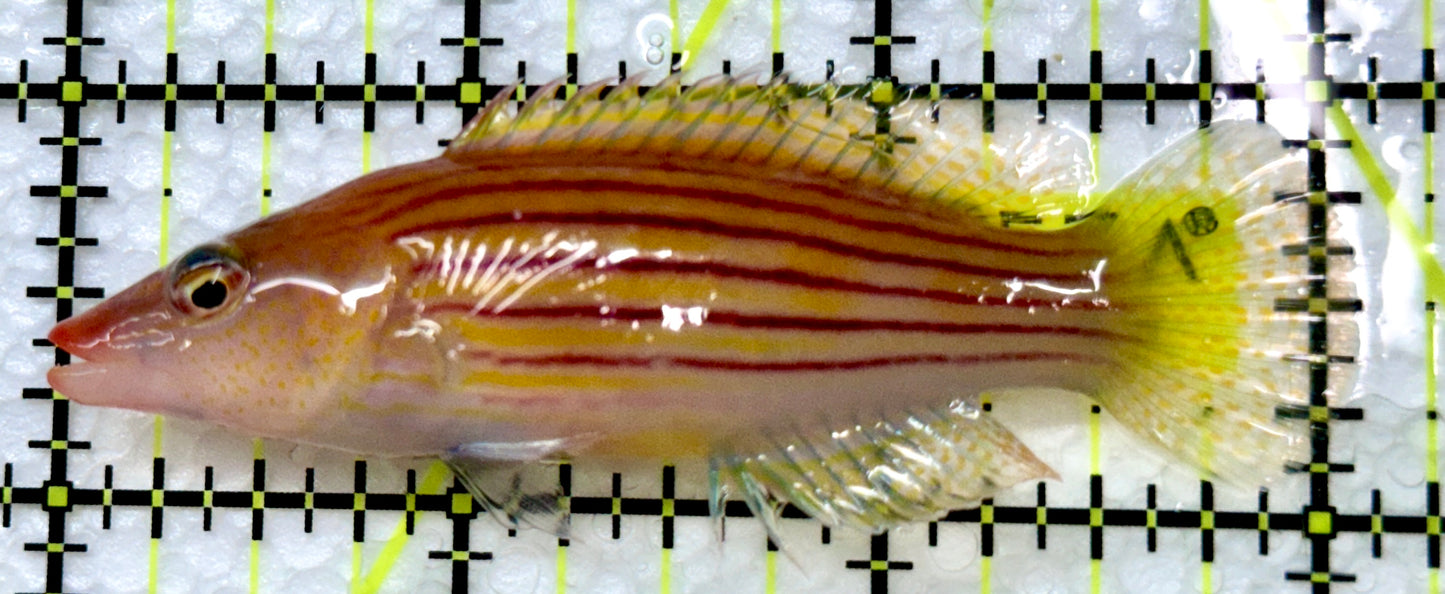 Christmas Island Eightline Wrasse CLEW091301 WYSIWYG Size: XL 3"