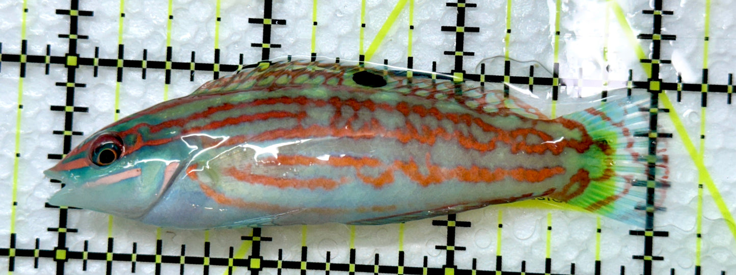 Christmas Island Christmas Wrasse CICW091801 WYSIWYG Size: XL 3"