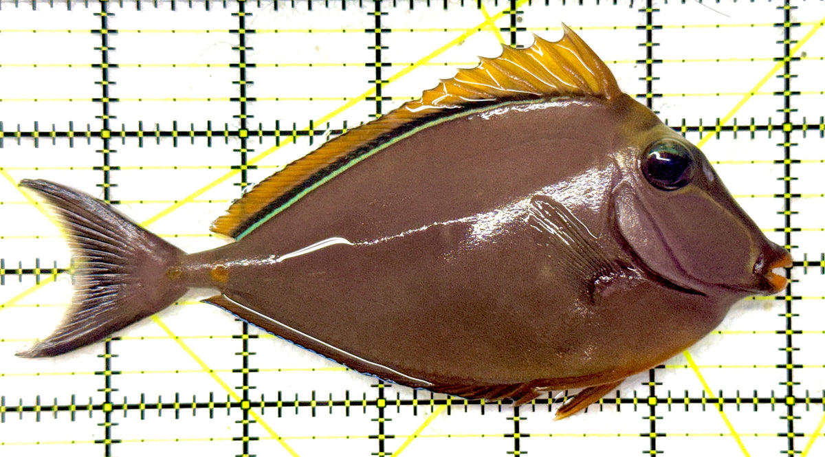 Blonde Naso Tang (Maldives Special Grade) BNT092002 WYSIWYG Size: ML 5.75" approx
