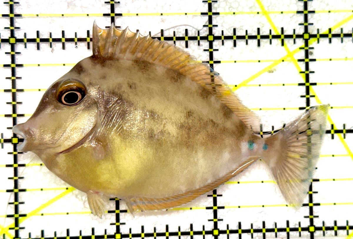 Unicorn Tang UT092002 WYSIWYG Size: M 3.25" approx