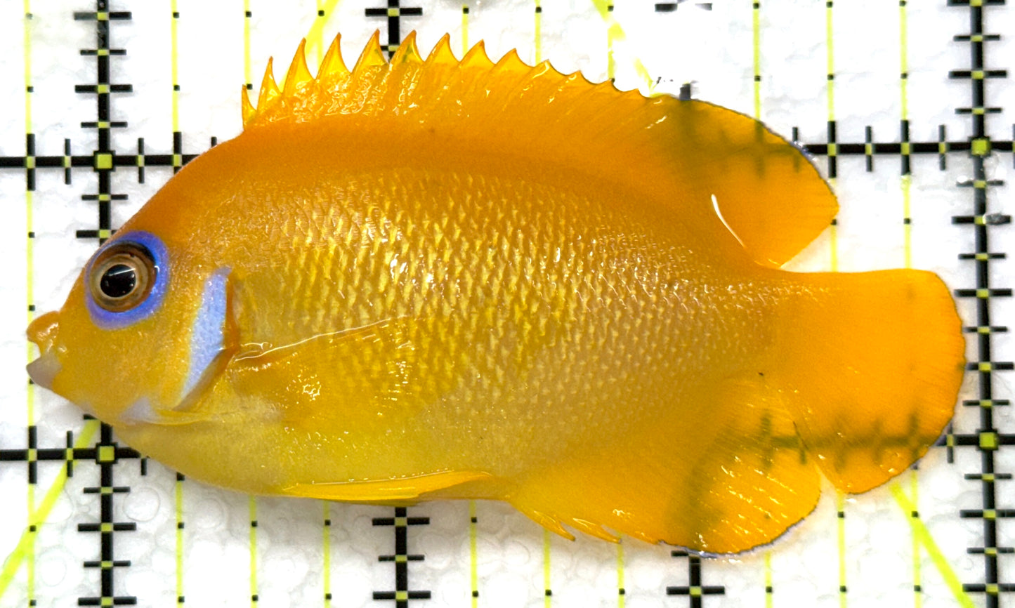Lemonpeel Angelfish LA091503 WYSIWYG Size: L 3.25" approx