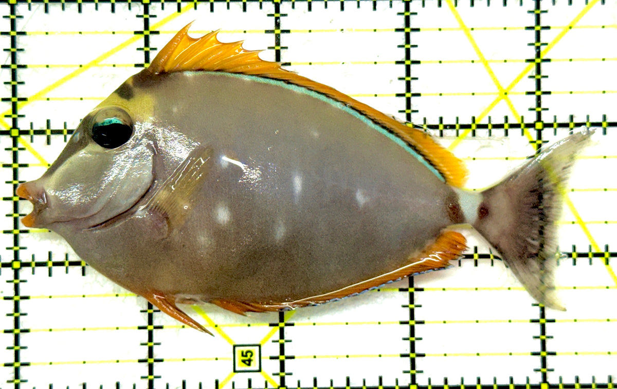 Blonde Naso Tang (Maldives Special Grade) BNT092003 WYSIWYG Size: M 4.5" approx