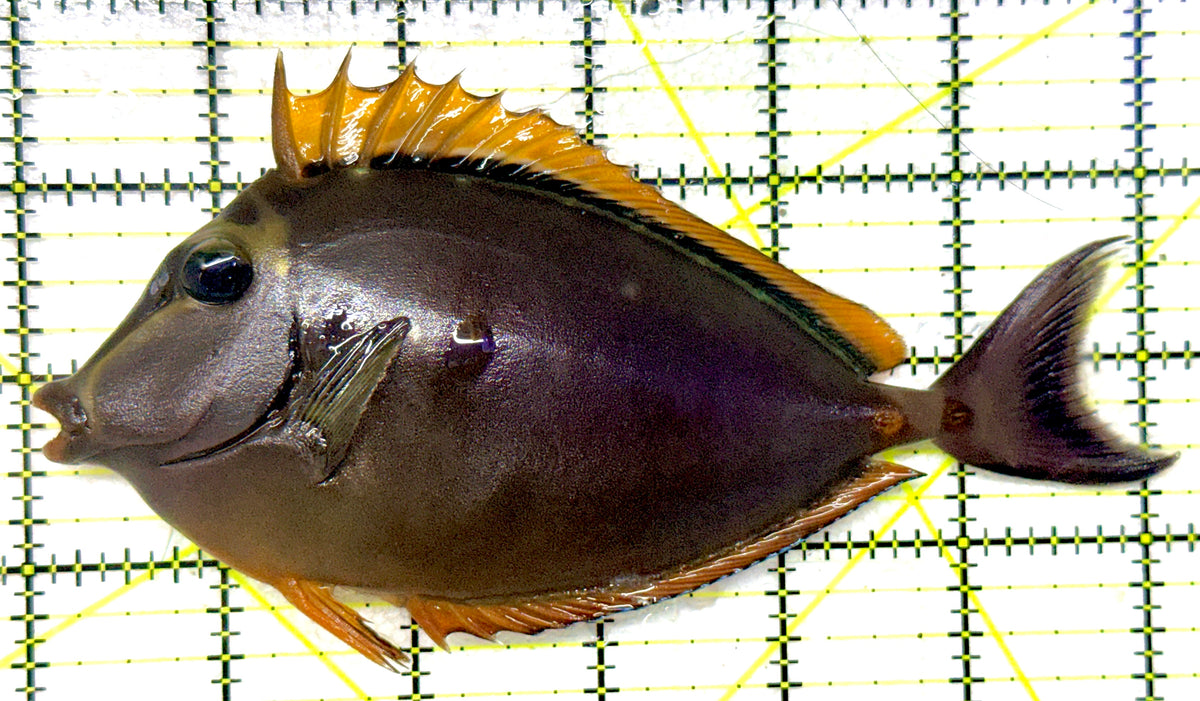 Blonde Naso Tang (Maldives Special Grade) BNT092004 WYSIWYG Size: L 6.25" approx
