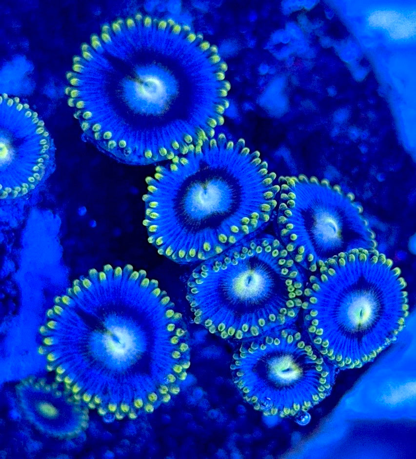 Zoas/Paly ZP102901 WYSIWYG
