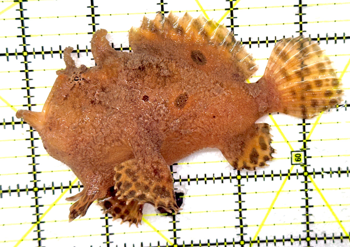 Shaggy Angler SA092001 WYSIWYG Size: L 4.75" approx
