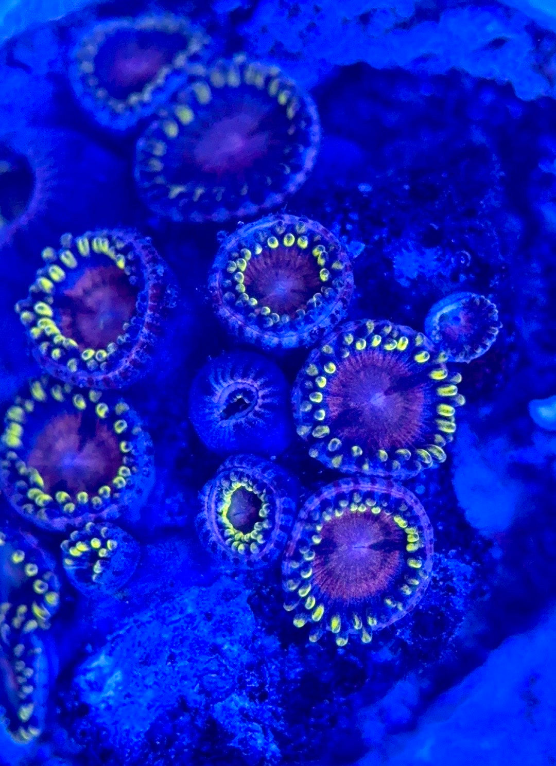 Zoas/Paly ZP102901 WYSIWYG